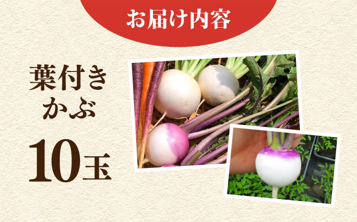 【先行予約】葉付き　かぶ 10玉（9月～6月）【鈴也ファーム】 [AKCE016]