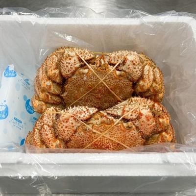 ふるさと納税 根室市 【年内配送可○】★浜ゆで毛がに300〜400g×2尾 F-05006 |  | 02