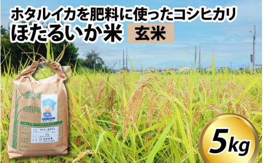 【訳あり】ほたるいか米（玄米５kg）【通年発送】