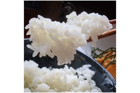 【3回定期便】京都・神前米 キヌヒカリ 10kg×3回☆精米したてをお届け≪減農薬 自家栽培米 生産農家 直送 米 令和5年産 精米 クリーン白米≫    