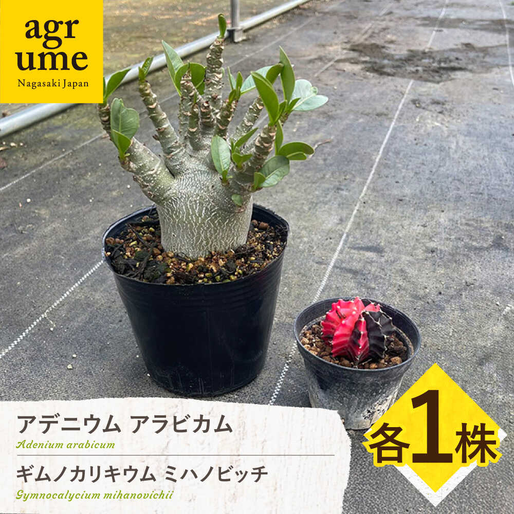 【ふるさと納税】ギムノカリキウム ミハノビッチ ＆ アデニウム アラビカム 各1株 Gymnocalycium mihanovichii ＆ Adenium arabicum 長与町/アグリューム[EAI245]