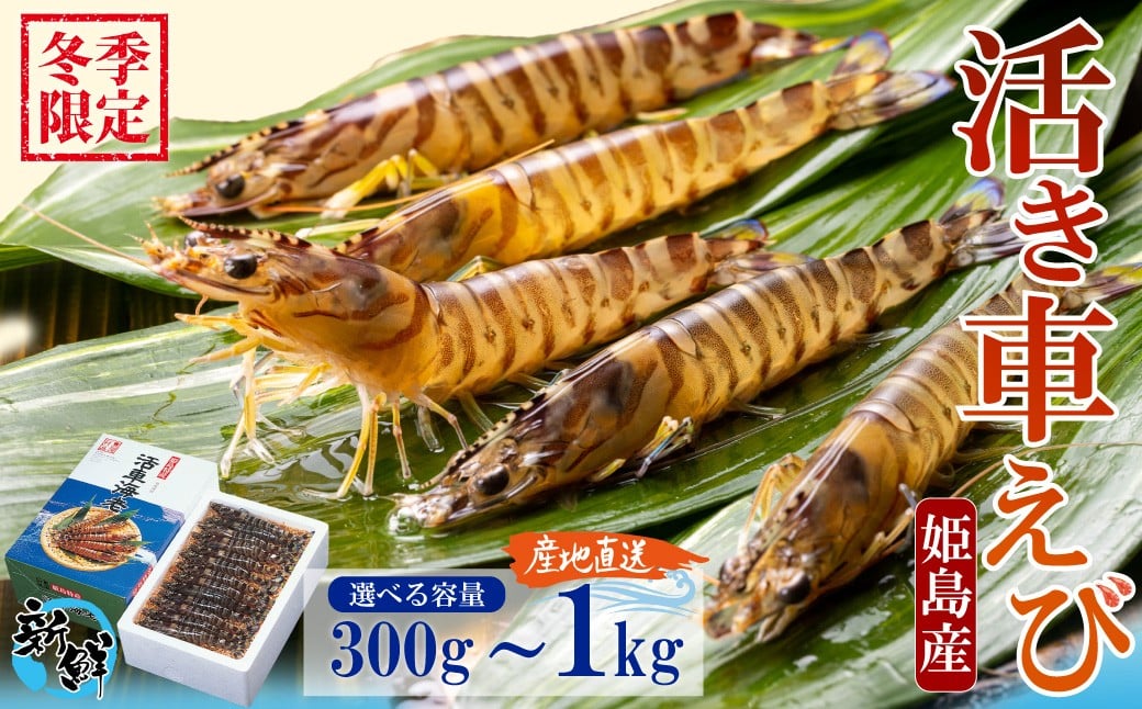 
            【期間限定】姫島産 活き車えび  (養殖) 300g～1kg 常温配送 お歳暮ギフト 熨斗可 【宅配ボックス不可】 国産 海鮮 ギフト 刺身 焼き しゃぶしゃぶ A31-oya
          