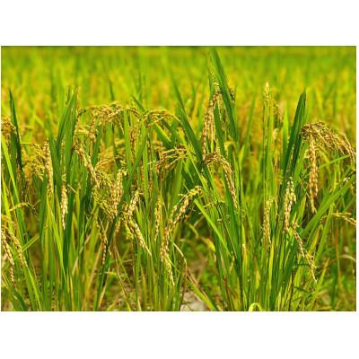 ふるさと納税 大網白里市 【毎月定期便】2年連続特A評価!千葉県産コシヒカリ 精米 5kg(5kg×1袋)全5回 |  | 03