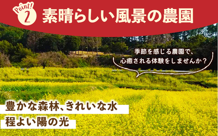 【先行予約】【五感で楽しむ】いちご狩り体験チケット 3枚【花祭いちごの谷】HBN004 いちごいちごいちごいちごいちご