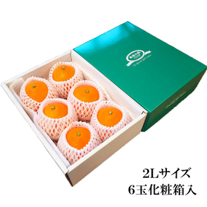 【3月下旬から発送予定】 あいか 愛果48号 約 1.5kg 6玉 特選品 期間限定 愛媛県産 みかん 柑橘 【FT100_x】
