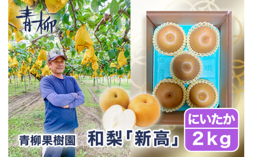 【2026年先行予約】青柳果樹園の和梨 新高 2kg(3～5玉)《10月上旬～順次出荷》にいたか フルーツギフト 加茂市 青柳果樹園