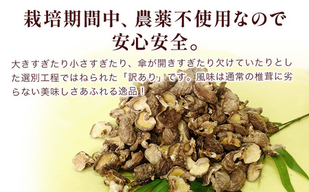 乾燥椎茸 訳あり 椎茸100g×3パック 乾しいたけ | 津久見市