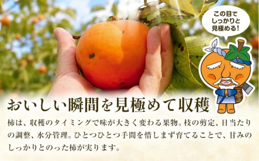 【10月下旬発送指定便】柿 果物 訳あり たねなし柿 1.5kg 《2026年10月下旬発送予定》 旬 送料無料 徳島県 上板町 フルーツ かき カキ くだもの 刀根早生柿 平種無柿