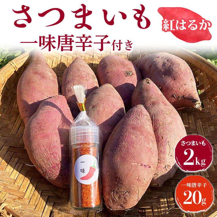 さつまいも2kg　一味唐辛子付き（20g）｜ サツマイモ 紅はるか かんしょ 美浜町産 知多半島産 愛知県産 国産 期間限定 香辛料 調味料 味付け　※北海道・沖縄・離島への配送不可
