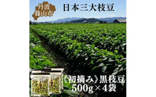 秋の味覚「丹波黒枝豆」  フレッシュな甘み・500g×4袋　初摘み 【2025年10月6～13日頃お届け予定】　プレミアム枝豆 期間限定 黒枝豆 えだまめ エダマメ お取り寄せグルメ 高級 特産品 名産品 おつまみ おうち居酒屋