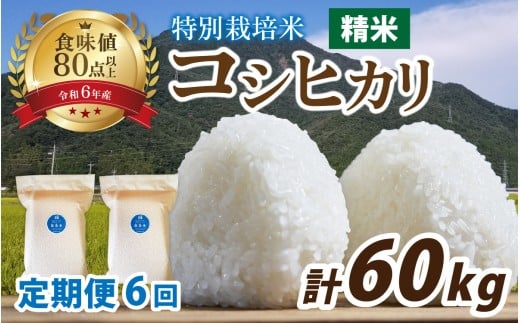 【先行予約】【6ヶ月連続お届け】【令和7年産】南条米 新米 特別栽培米コシヒカリ 真空パック 精米 10kg(5kg×2袋)×6ヶ月 (計60kg) 精米【10月上旬より順次発送】｜ お米の定期便