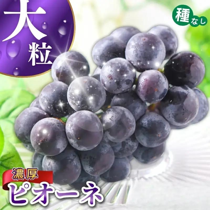 ピオーネ 種なしピオーネ 約2.8kg 【甘さとみずみずしさが自慢】【2026年8月下旬～9月中旬頃発送予定】 / ピオーネ 種なしピオーネ ぶどう 葡萄 ブドウ フルーツ 果物 くだもの 人気 産地直送 【A249-frks142】