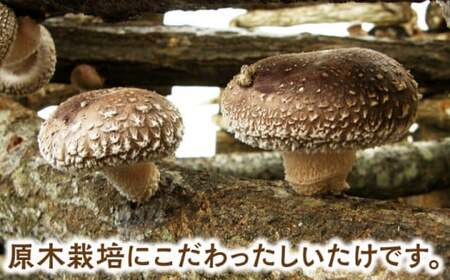 原木しいたけ三昧セット 椎茸 国産 岐阜 白川町 / 清水しいたけ園[AWAY001]