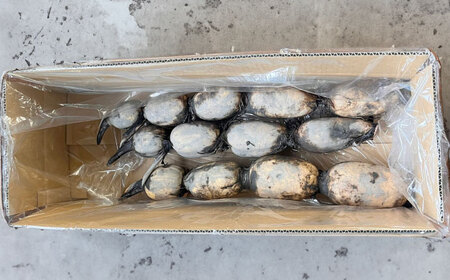 泥付きれんこん 約3kg 【勝農園】[IDK002]