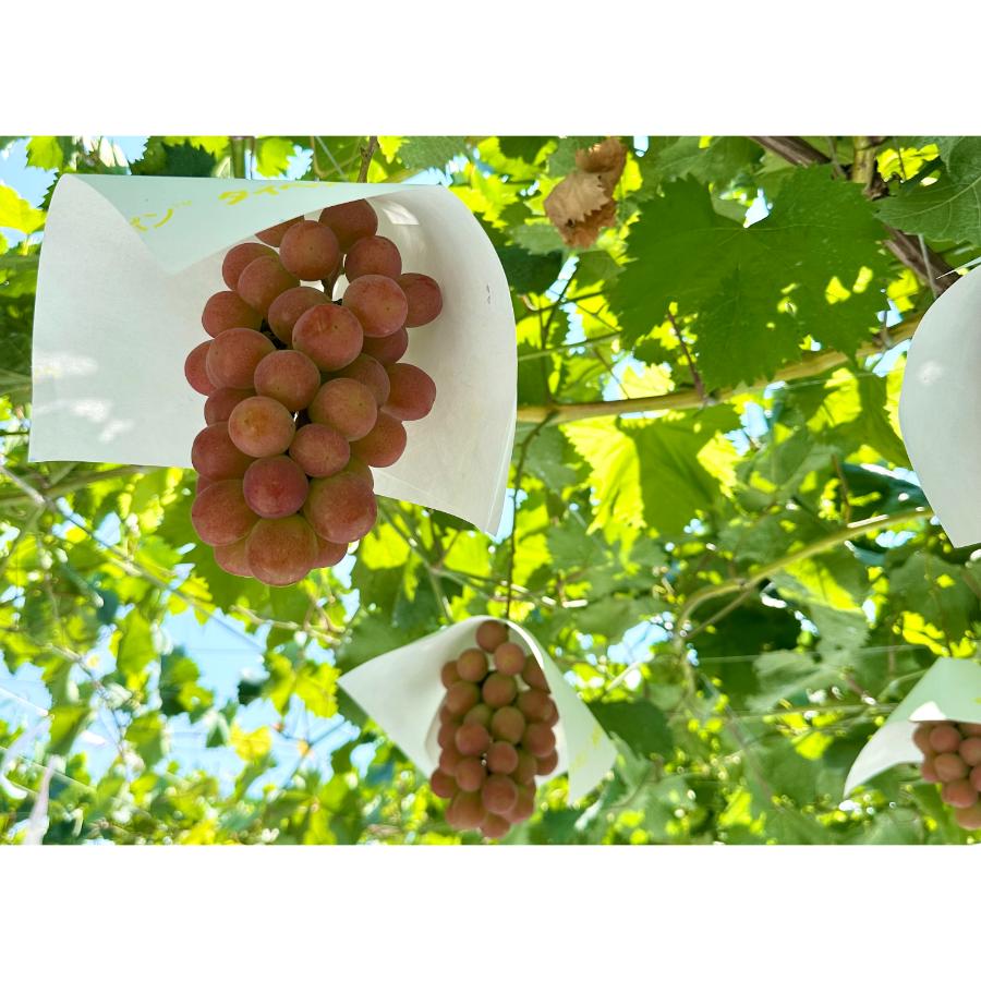 ＜Bonchi＞甲州市産 大粒サンシャインレッド1房入630g自然農法