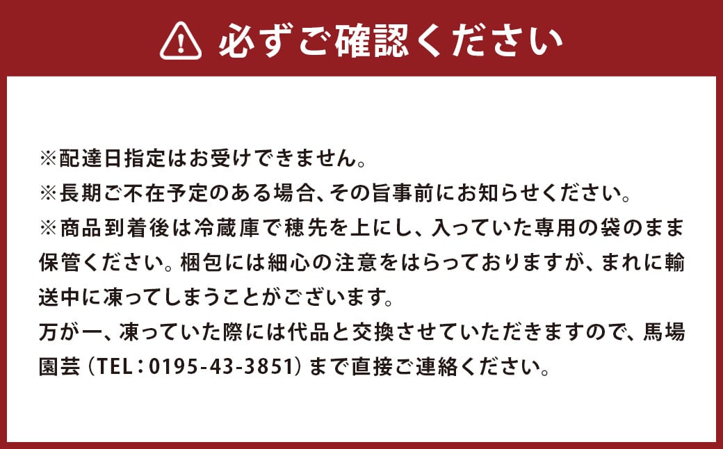 まるで果実!? ホワイトアスパラガス 極太（500g）