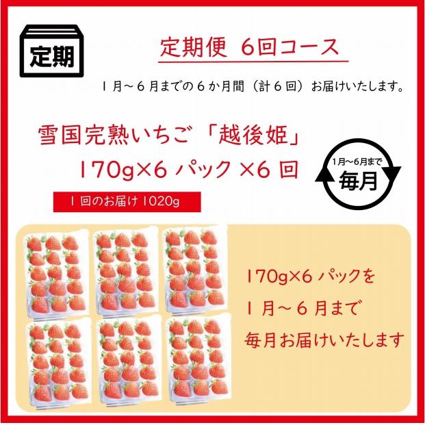 先行予約  定期便 6回【1～6月発送】雪国完熟越後姫 170g×6全6回 定期配送 越後姫 いちご 定期便 完熟 苺 新潟 上越 苺の花ことば