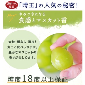 シャインマスカット 晴王 化粧箱 岡山県産 シャインマスカット【約800g 1房】【先行予約】