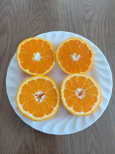 【周防大島産】せとみ（晩柑類） 5kg