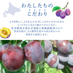 【 先行受付 】プルーン ジョーク 1kg 生 フルーツ 果物 旬のフルーツ 旬の果物 くだもの 北海道 芦別市