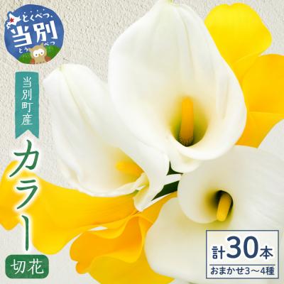 ふるさと納税 当別町 カラー切花30本入り(3〜4品種　計30本)_tb11-024