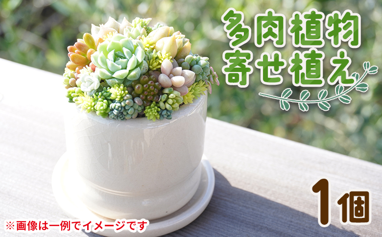 多肉植物 多肉 寄せ植え 1個 - 鉢植え インテリア ガーデニング おしゃれ グリーン プレゼント 観葉植物 多肉 植物 寄せ植え かわいい お楽しみ 自然 PUKUTTO 高知県 香南市 pk-0004