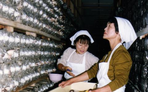 あわび茸 生 1kg 希少 足太あわび茸 きのこ キノコ 国産 食材 健康 農薬不使用 滋賀県 竜王町 送料無料 贈り物 ギフト 産地直送