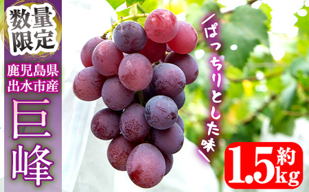 i1168 ≪数量・期間限定≫巨峰 (計約1.5kg)  ぶどう 果物 くだもの 巨峰 葡萄 旬 歯ごたえ 冷蔵 フルーツ 鹿児島県産 出水市 【山門ぶどう園】