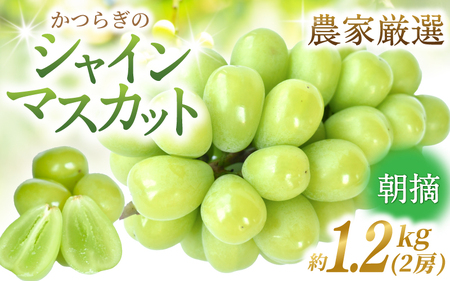 先行予約！ 朝摘み シャインマスカット 秀品  2房（約1.2kg）こだわり農家厳選！【2026年8月末から9月末順次発送予定】【BK-kgr035】