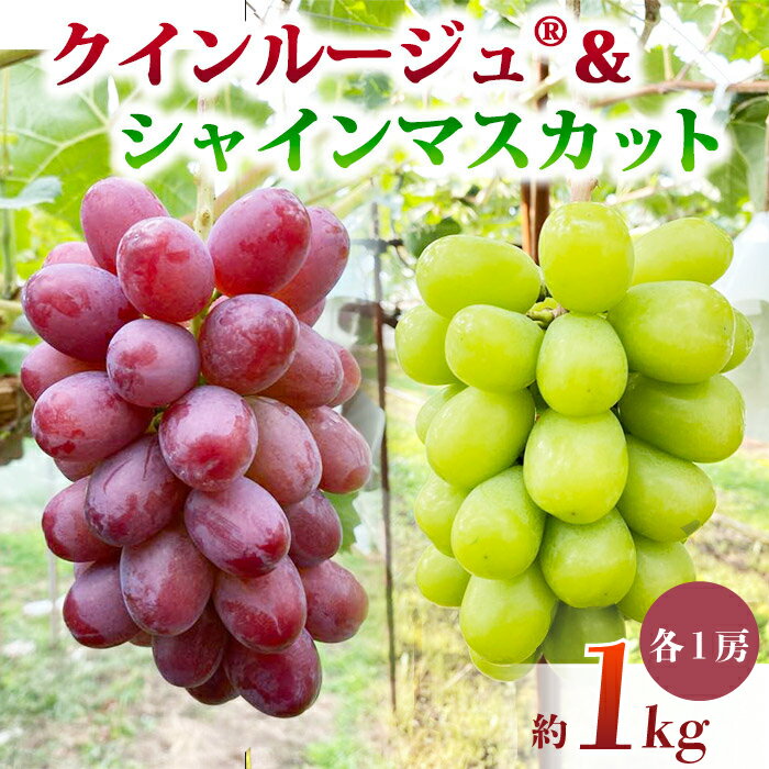 【ふるさと納税】先行受付2026年発送【おぎはら園】農家直送！朝採れシャインマスカット＆クイーンルージュ(R)約1kg（各1房）※2026年9月下旬～10月上旬順次発送