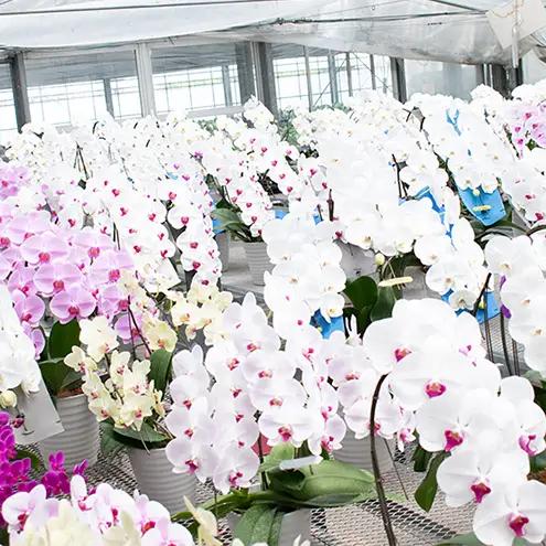 【12月～3月発送分】胡蝶蘭大輪 ロング 3本立【北海道・東北地方配送不可】プレゼント スマイルオーキッド 選べる花色 白色 ピンク 黄色 花 ギフト 贈り物 お祝い 産地直送 贈答 鮮度抜群 誕生日