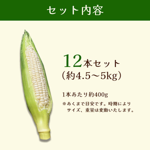 京都府産 極甘ホワイトコーン 12本（約4.5～5kg）【 とうもろこし トウモロコシ コーン ホイップコーン 季節の野菜 農家直送 旬 旬野菜 国産 野菜 朝採り 産地直送 期間限定 甘い コーン 