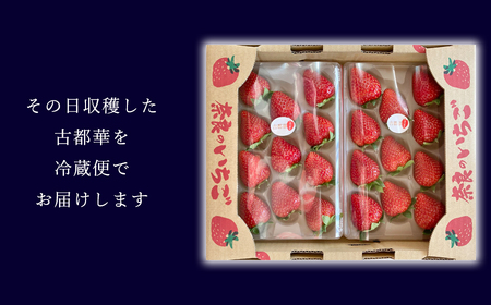 いちご 奈良県ブランドいちご 古都華2パック1月発送 / いちごいちごいちごいちごいちごいちごいちごいちごいちごいちごいちごいちごいちごいちごいちごいちごいちごいちごいちごいちごいちごいちごいちごいち