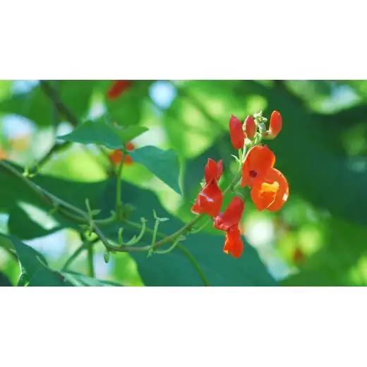 嬬恋村 浅間高原特産【 大粒 】花豆 甘露煮 3袋 数量限定 [AI003tu]