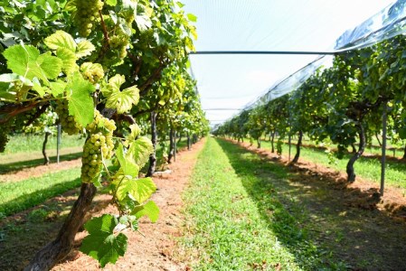 「月虎 シャルドネ」 白ワイン 辛口 （720ml×1本）　018-E-CK016