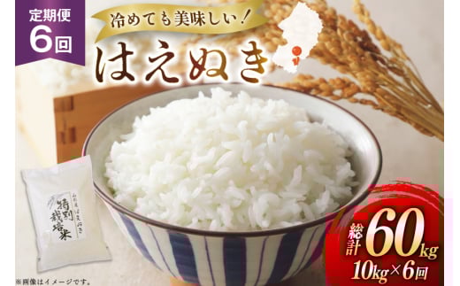 米 定期便 6回 令和7年 はえぬき 10kg 6回 計60kg [渡部ファーム 山形県 高畠町 tk06ays810044] お米 白米 精米 ごはん ご飯 ブランド米