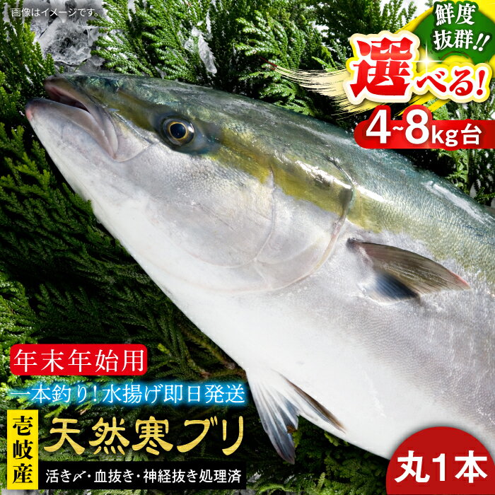 【ふるさと納税】【11/1〜1/15お届け 年末年始用】天然 寒ブリ（ 選べる！4〜14キロ台 丸もの ） 《壱岐市》【壱岐島　玄海屋】[JBS014] ぶり 寒ぶり ブリ 魚 刺身 しゃぶしゃぶ のし プレゼント ギフト 冷蔵配送