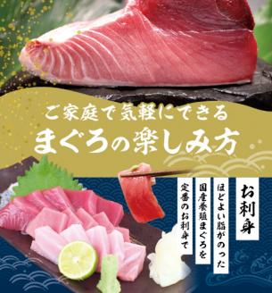 本マグロ 中とろ 400gサク 「プレミア和歌山認定」 和歌山県でも指折りの好漁場で養殖された本鮪！ 南紀串本よしだ本鮪【mhs101】