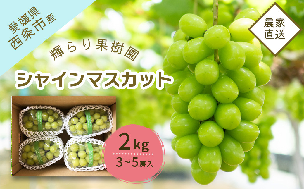 
            【先行予約】 輝らり果樹園 完熟シャインマスカット  2㎏（3～5房） ｜ 2025年9月発送 ｜ 愛媛 西条産 秋ぶどう 朝採れ 農家直送 【オンライン決済限定】
          
