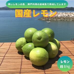【先行予約11月発送～】青いレモンの島　グリーンレモン約1kg【1651130】
