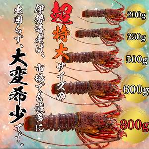 超特大 伊勢海老 4kg 以上 5尾 冷凍 ( 超特大サイズ 急速冷凍 えび エビ 高級 鮮魚 海鮮 魚介 刺身 焼き物 汁物 ギフト 贈答 贈り物 祝い 歳暮 中元 ) IKY060