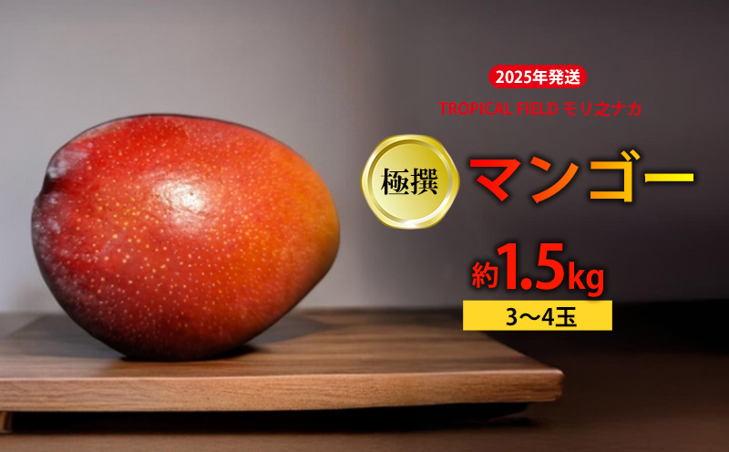 2025年発送【TROPICAL FIELD モリ之ナカ】極撰マンゴー　約1.5kg（3～4玉） フルーツ 果物 期間限定 数量限定 先行予約 南国 プレゼント お土産 おみやげ ギフト くだもの 沖縄 おきなわ 青果 デザート おすすめ 人気 冷蔵 夏 スイーツ