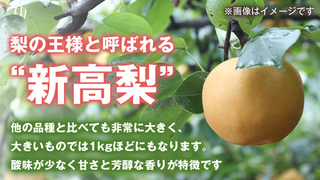 梨 新高 5kg（10?14個）【令和6年10月より発送開始】（茨城県共通返礼品：石岡市産）田舎の頑固おやじが厳選！ 梨 新高 高糖度 ギフト