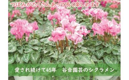 ★12月21日までの限定★　芳香シクラメン（ファルバラローズ　６号鉢）