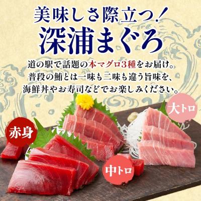 ふるさと納税 深浦町 青森県深浦産天然本マグロ3種(赤身・中トロ・大トロ各1柵)【No.5296-0206】 |  | 01
