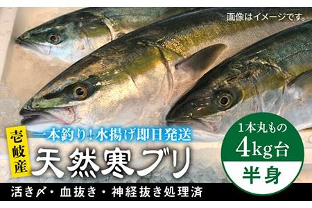 【1/16〜3月末お届け】壱岐島産天然寒ブリ（一本丸ものサイズ4キロ台の半身ブロック） 《壱岐市》【壱岐島　玄海屋】[JBS006]  刺身 しゃぶしゃぶ 37000 37000円