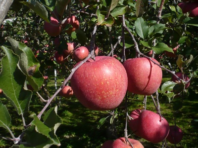 【2026年先行予約】長野県産りんご サンふじ 約2.5kg｜りんご