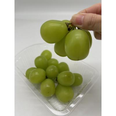 ふるさと納税 井原市 【発送月固定定期便】岡山県産 フルーツ定期便<お一人様向け>全6回 |  | 02