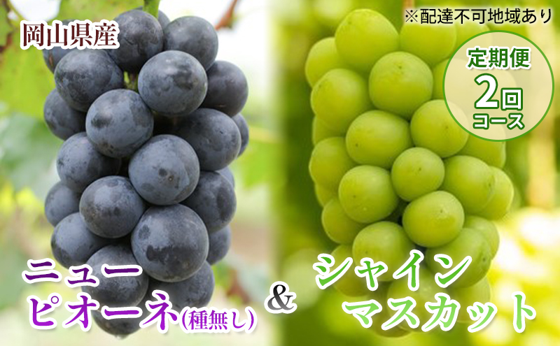 【 2026年 先行予約 】岡山県産 ニューピオーネ ＆ シャインマスカット （ご家庭用）定期便 2回 コース《2026年9月-10月出荷》 岡山県産 フルーツ 果物 数量限定 里庄町 