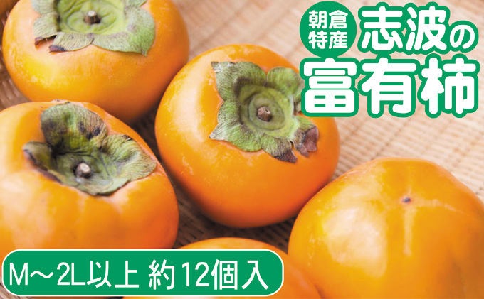 2025年先行予約 志波の富有柿 M～2Lサイズ×約12個入 発送予定：2025年11月20日～12月25日 ※配送不可：離島 果物 フルーツ 秋の味覚 おやつ デザート 産地直送 ブランド 柿の王様 福岡県産 朝倉市産